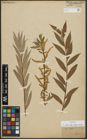 Foto von Salix alba subsp. vitellina (L.) Arcang.